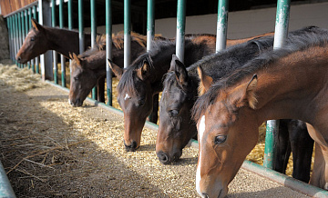 Нижегородские власти проверят сообщения об избиении подростками лошади