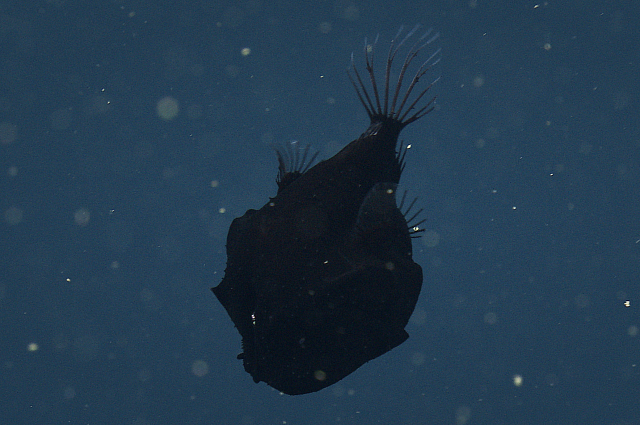 Ученые обнаружили ультра-черную рыбу