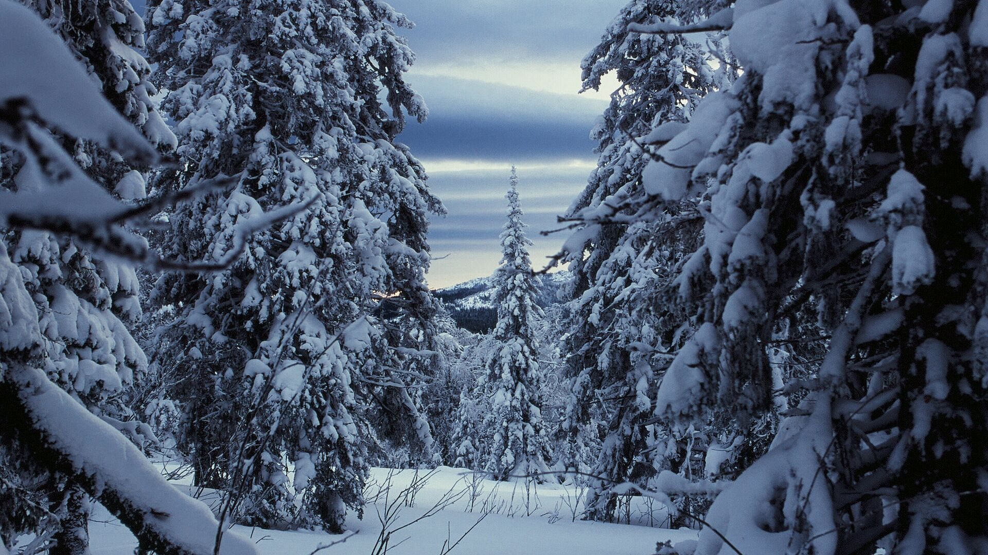 ������� ������� ���������� �� COVID-19, ���������� �� ������� �������