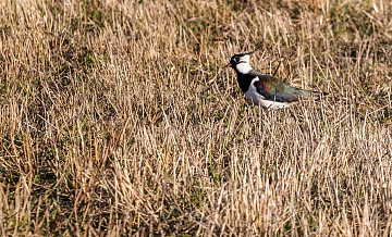 В Москву вернулись первые жаворонки, рассказал ученый