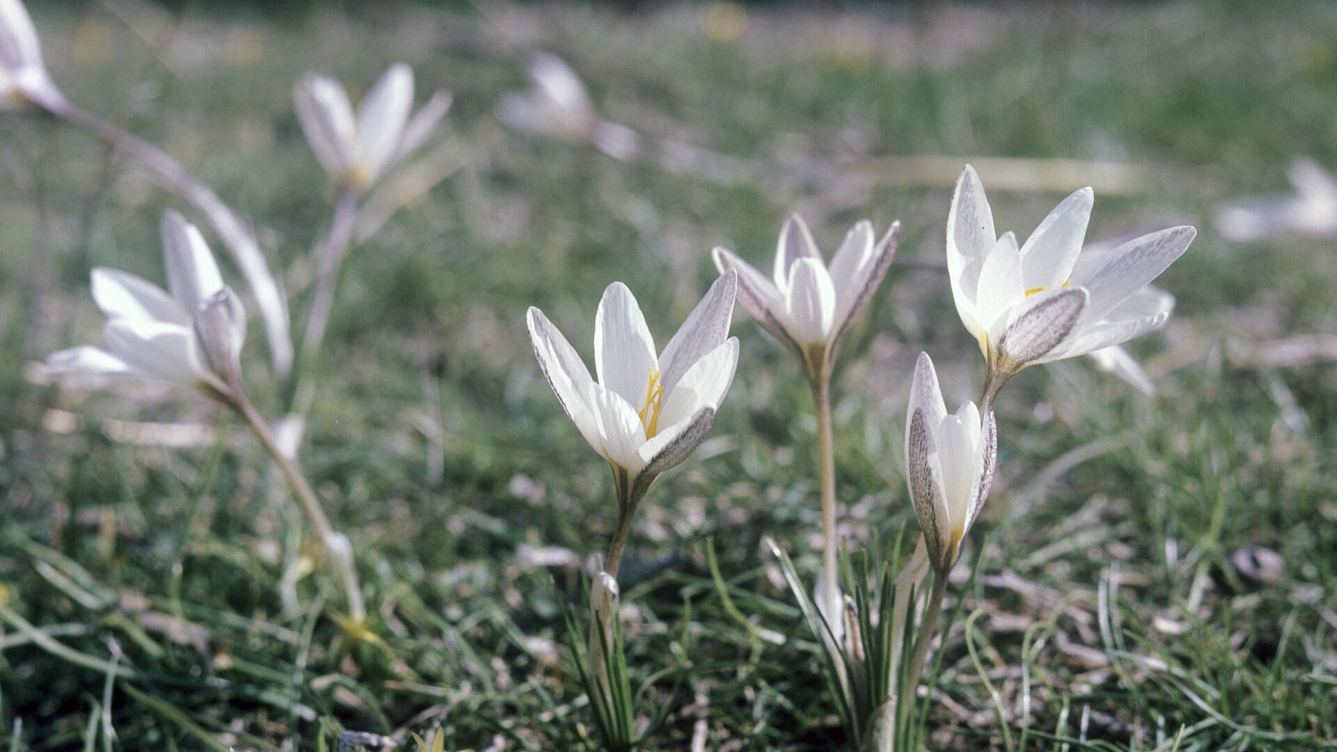 Биолог предупредил об опасности подснежников