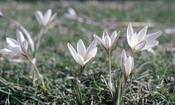 Биолог предупредил об опасности подснежников
