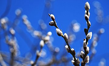 В России начался сезон цветения