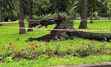 СК выяснит обстоятельства смерти мужчины при падении дерева в Петербурге