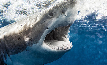 В США акула напала на восьмилетнего мальчика