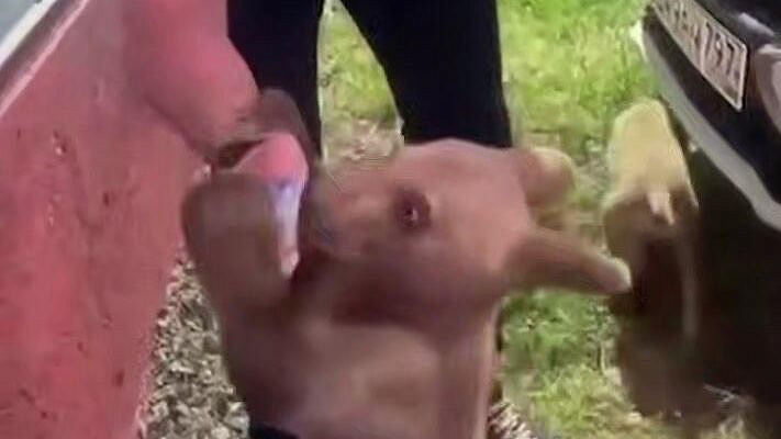 В Ингушетии возбудили дело после видео с кормлением медвежонка