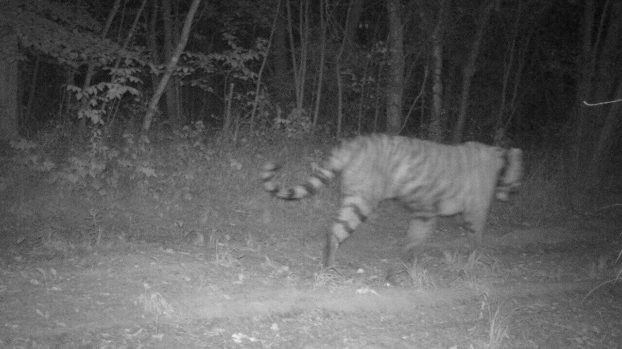 Тигрица Елена попала в объектив фотоловушки в Хинганском заповеднике