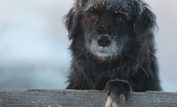 ������� ���������, ��� ��������� ������������� � ������ �������� � �������