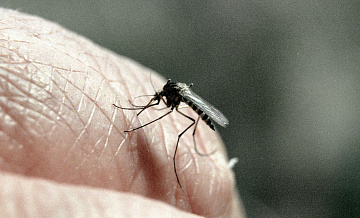 На юге Китая выявили восемь случаев заражения лихорадкой чикунгунья