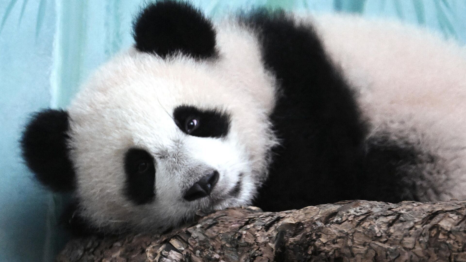 Пандам из Московского зоопарка вручили подарки