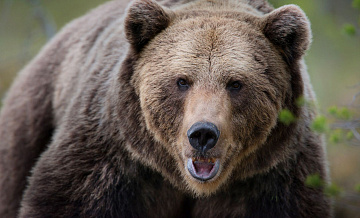 Медведи в Крыму отказались от зимней спячки