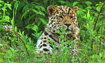 В Подмосковье из домовладения изъяли детеныша леопарда