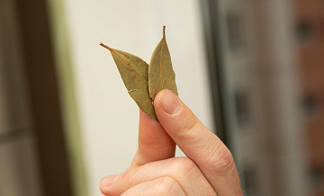 Лавровый лист помог женщине выиграть в лотерею более 2,8 миллиона рублей