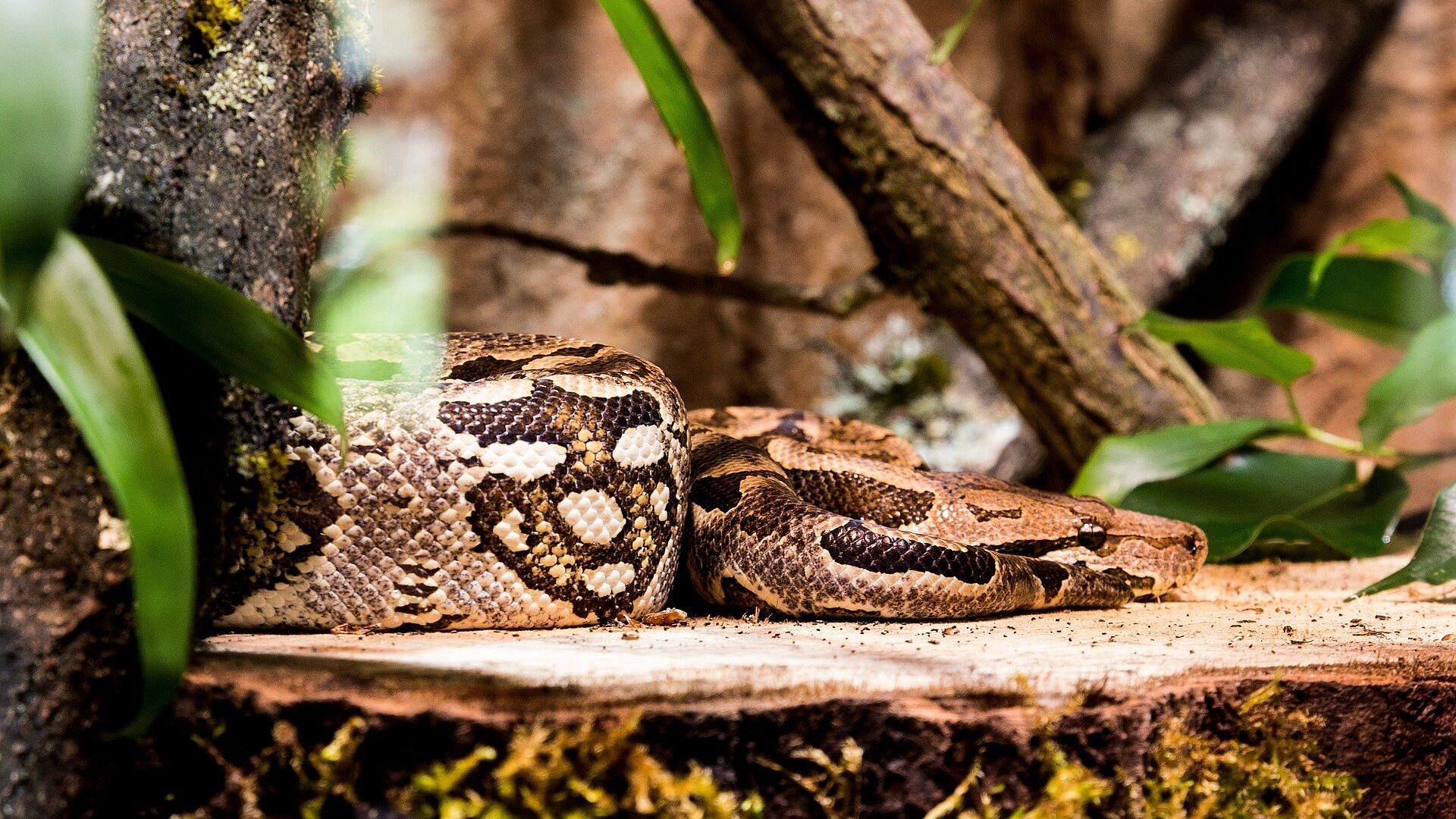 ������ ������� ���������� �������� � ���������� �����-��������