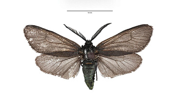 На Дальнем Востоке обнаружили новый для России вид бабочек
