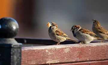 Ученый рассказал, чем можно кормить птиц