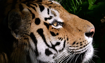 Тигр, напавший на охотника в Приморье, мог быть ранен, заявил эксперт