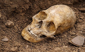Ученые пытаются понять загадку вытянутых черепов из могильников на Кавказе