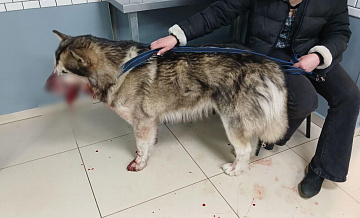 В Белгородской области умерла собака, в которую стрелял мужчина