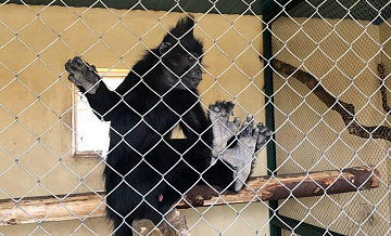 Депутат Госдумы поручил МВД расследовать кражи животных из зоопарков