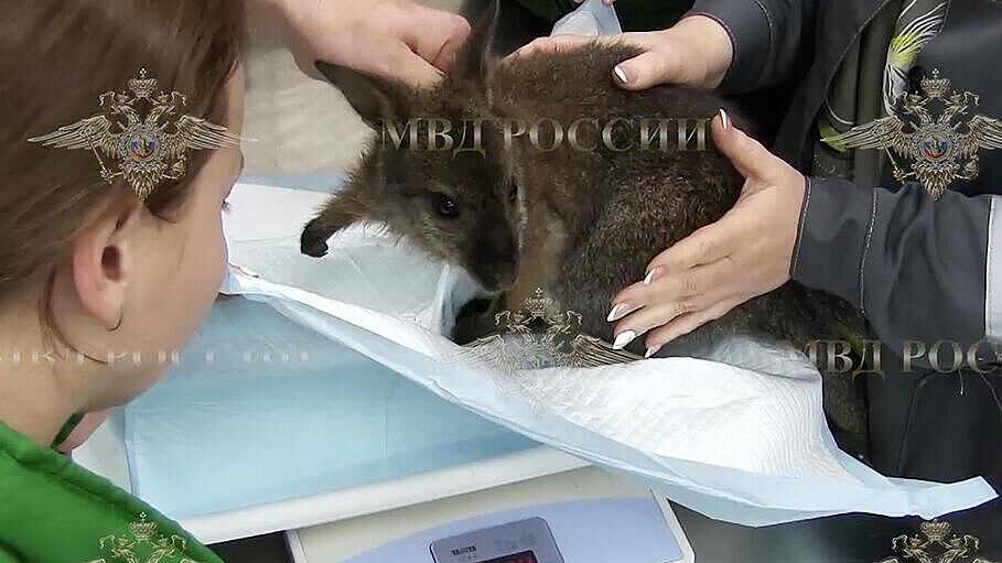 ���������� �� ���������� �������� ����� ������ ���������