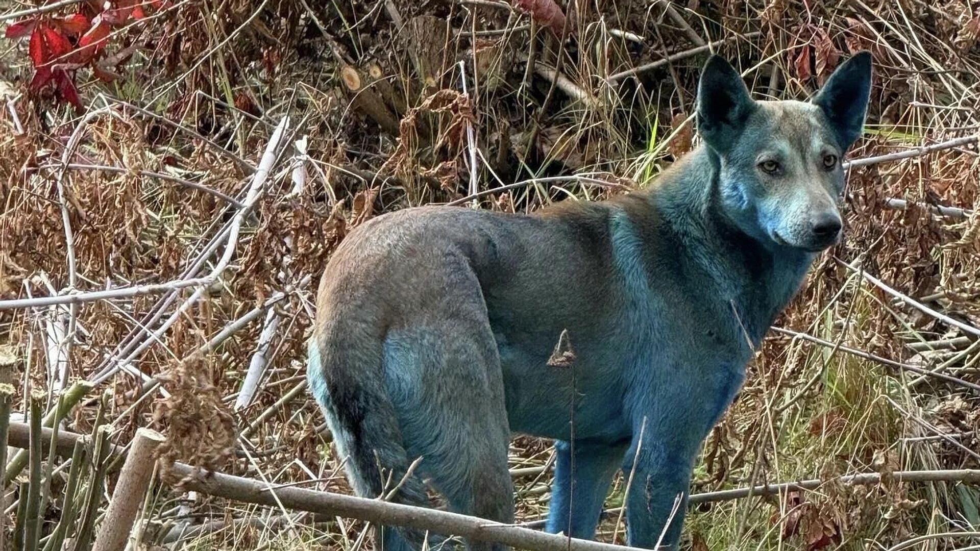 ���: ������������� ������ ���������� � ����� ����� ������� � ����������