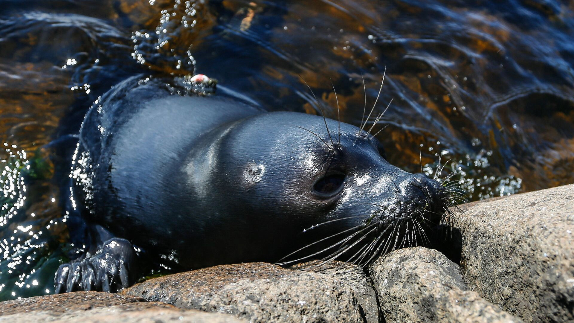 В Петербурге рассказали о пользе замерзания Ладожского озера для нерп