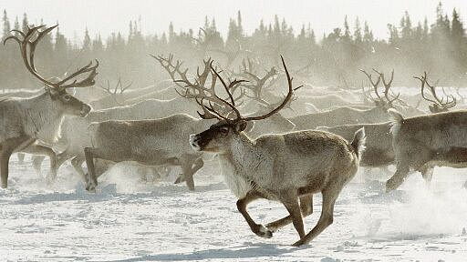 В Приморье полиция выехала на место убийства стада оленей
