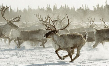 В Приморье полиция выехала на место убийства стада оленей