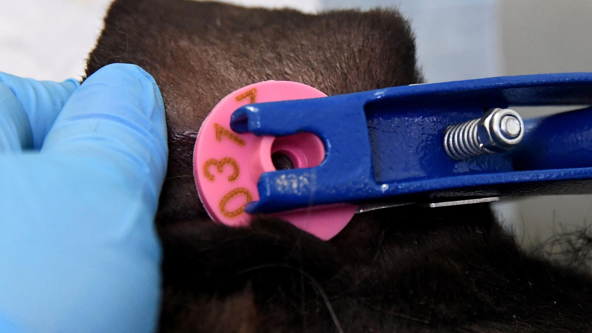 В Новосибирской области уже десять суток нет новых очагов болезни скота