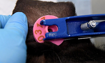 В Новосибирской области уже десять суток нет новых очагов болезни скота