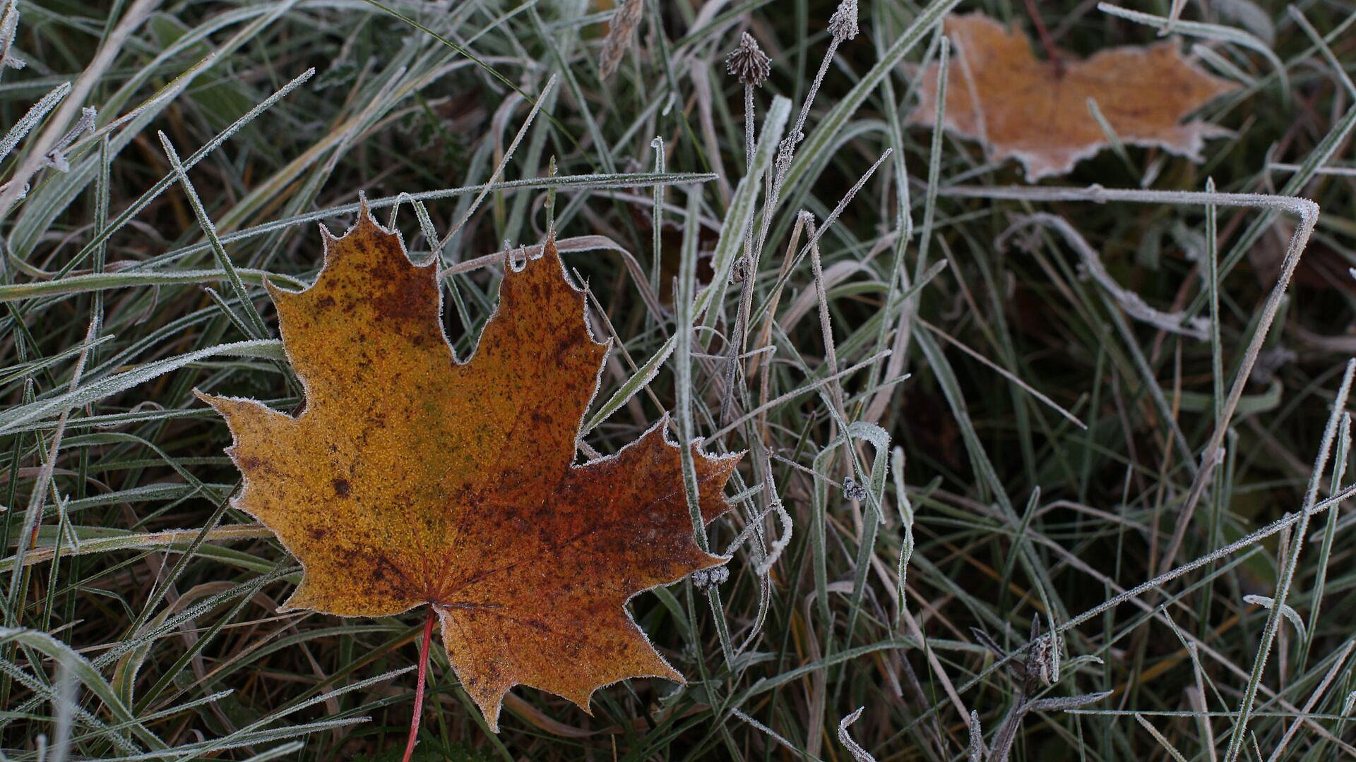 Синоптик рассказал о заморозках в Московском регионе в ночь на вторник