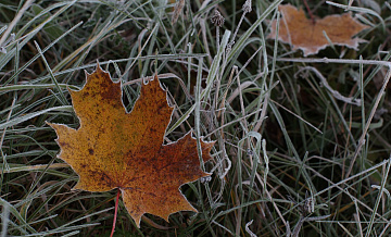 Синоптик рассказал о заморозках в Московском регионе в ночь на вторник