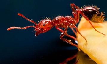 Красные огненные муравьи могут захватить Европу