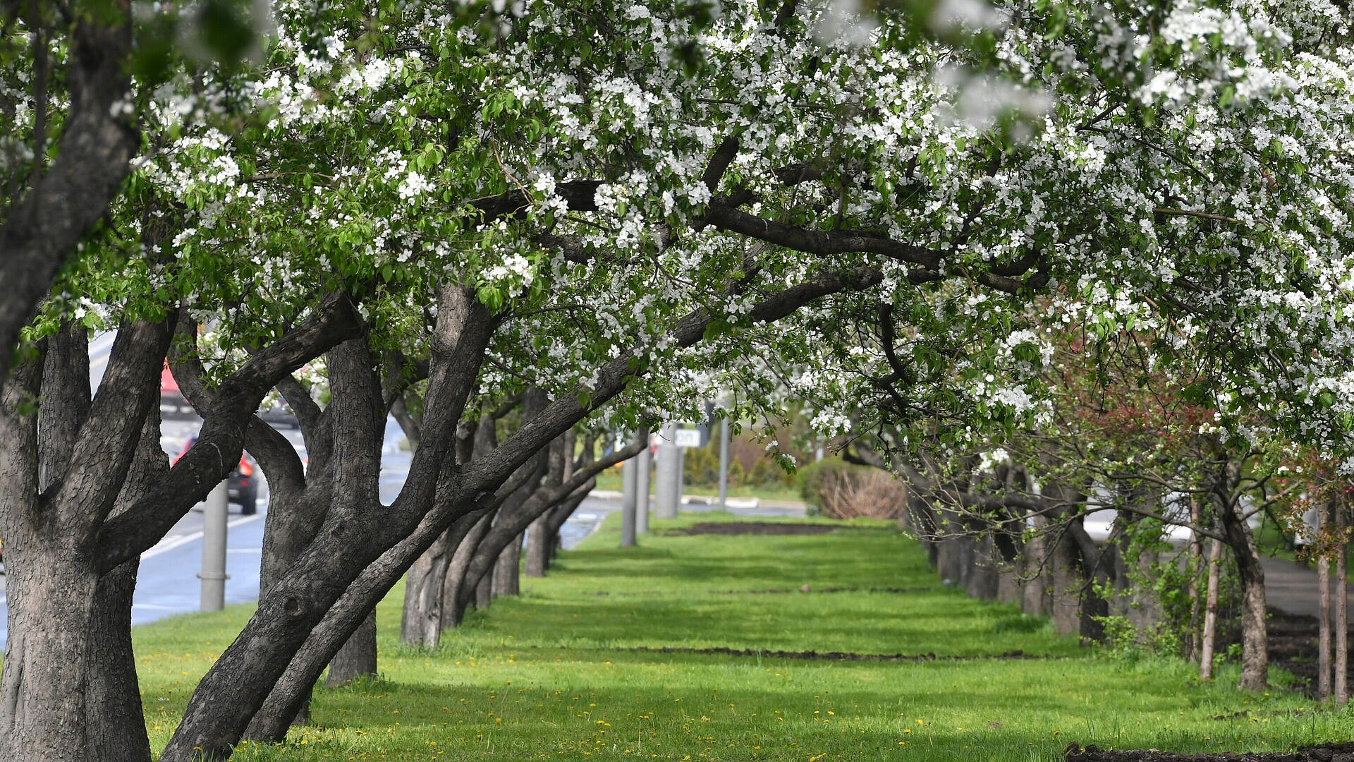 Ученый рассказал, когда в Москве зацветут яблони и груши