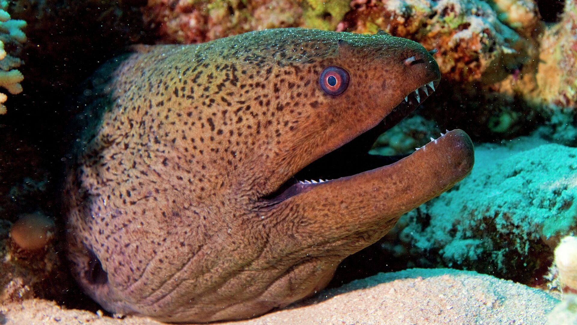 Огромная мурена напала на россиянина в Египте, он в больнице