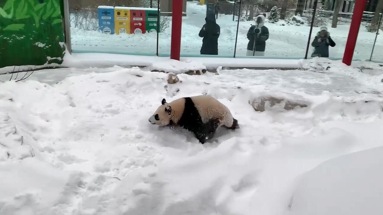 Панда Катюша весит уже более 53 килограмм