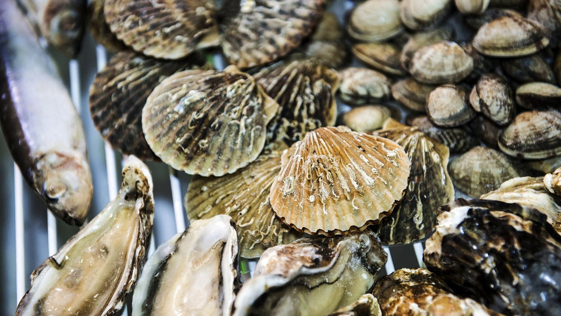 Китай купил у России моллюсков на максимальную с декабря сумму