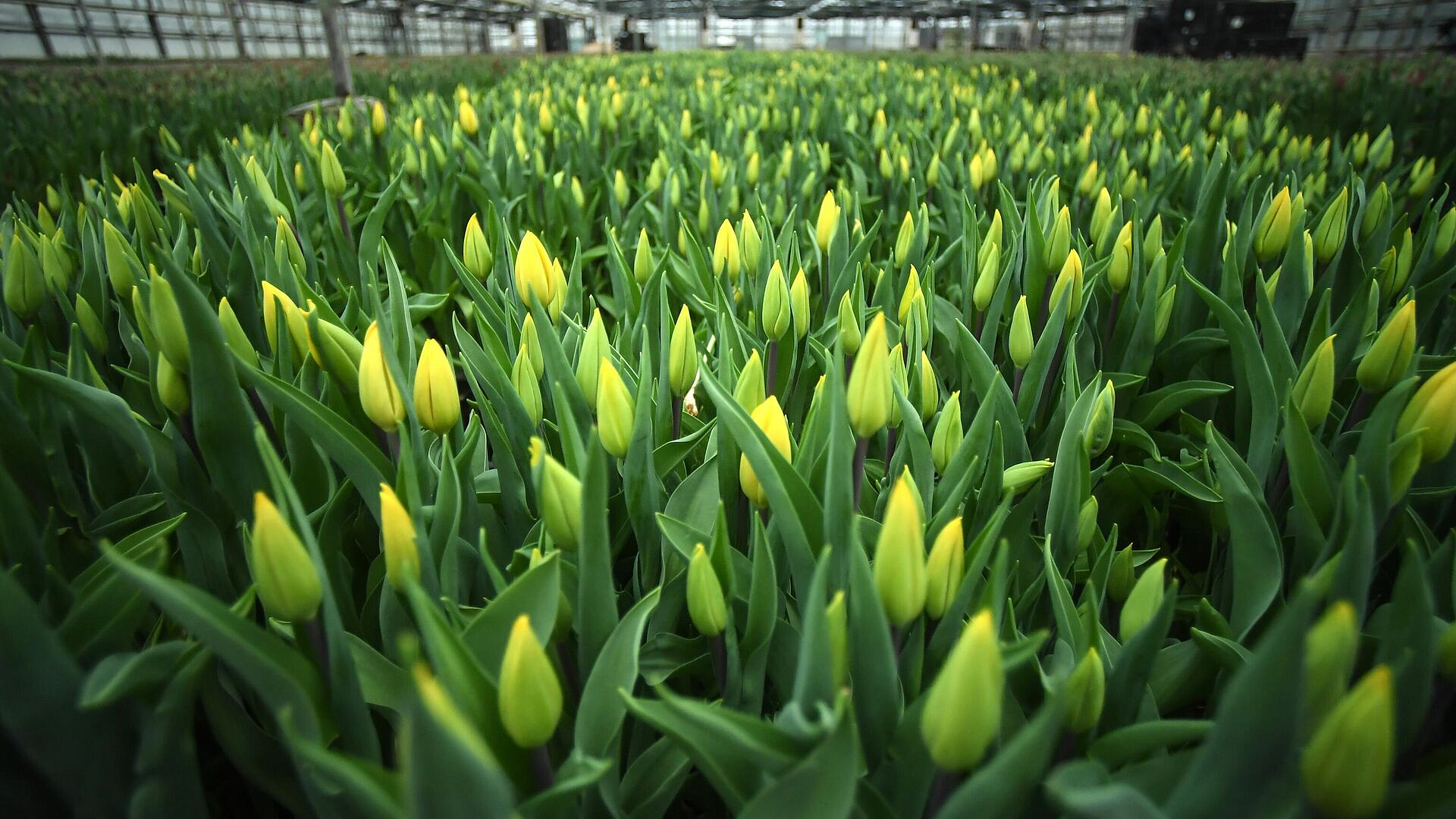 Врач назвала самые безопасные цветы для аллергиков