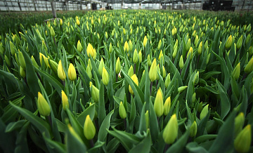 Врач назвала самые безопасные цветы для аллергиков