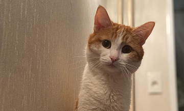 Уголовное дело о гибели кота Твикса прекращено