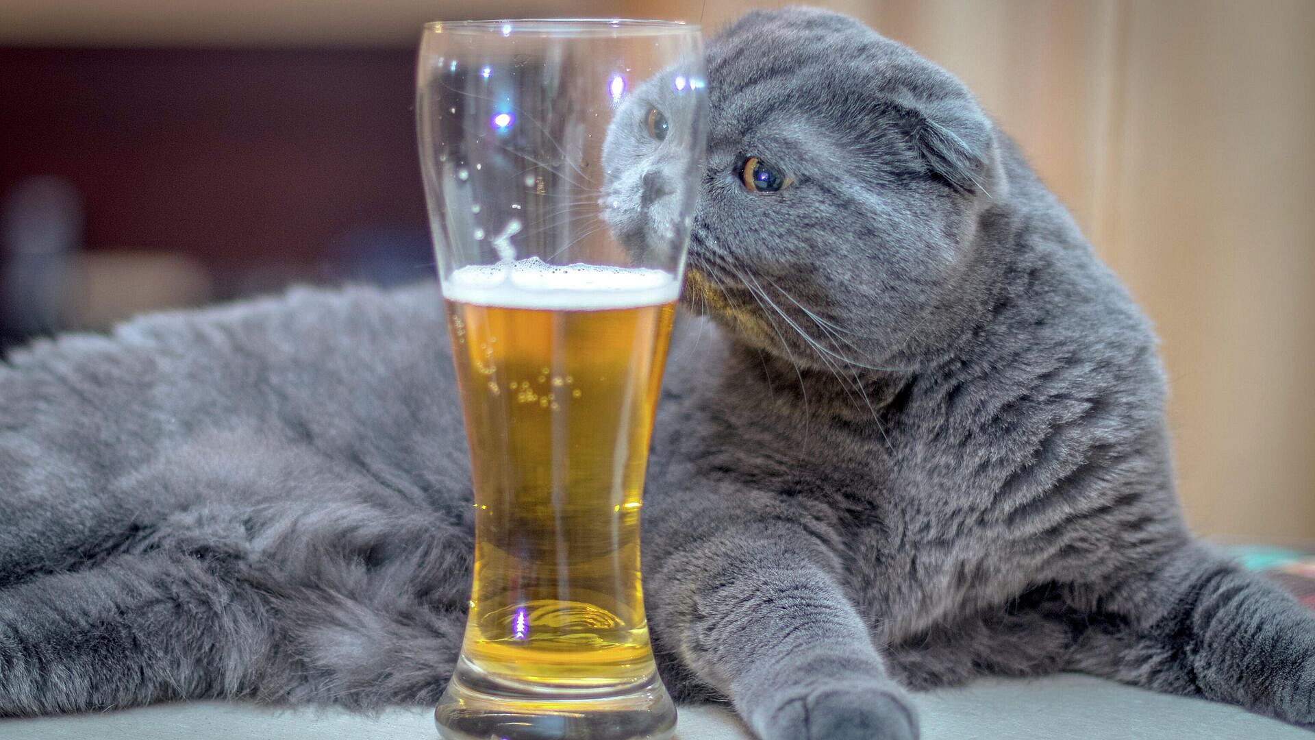 Врач развеяла миф о безалкогольном пиве