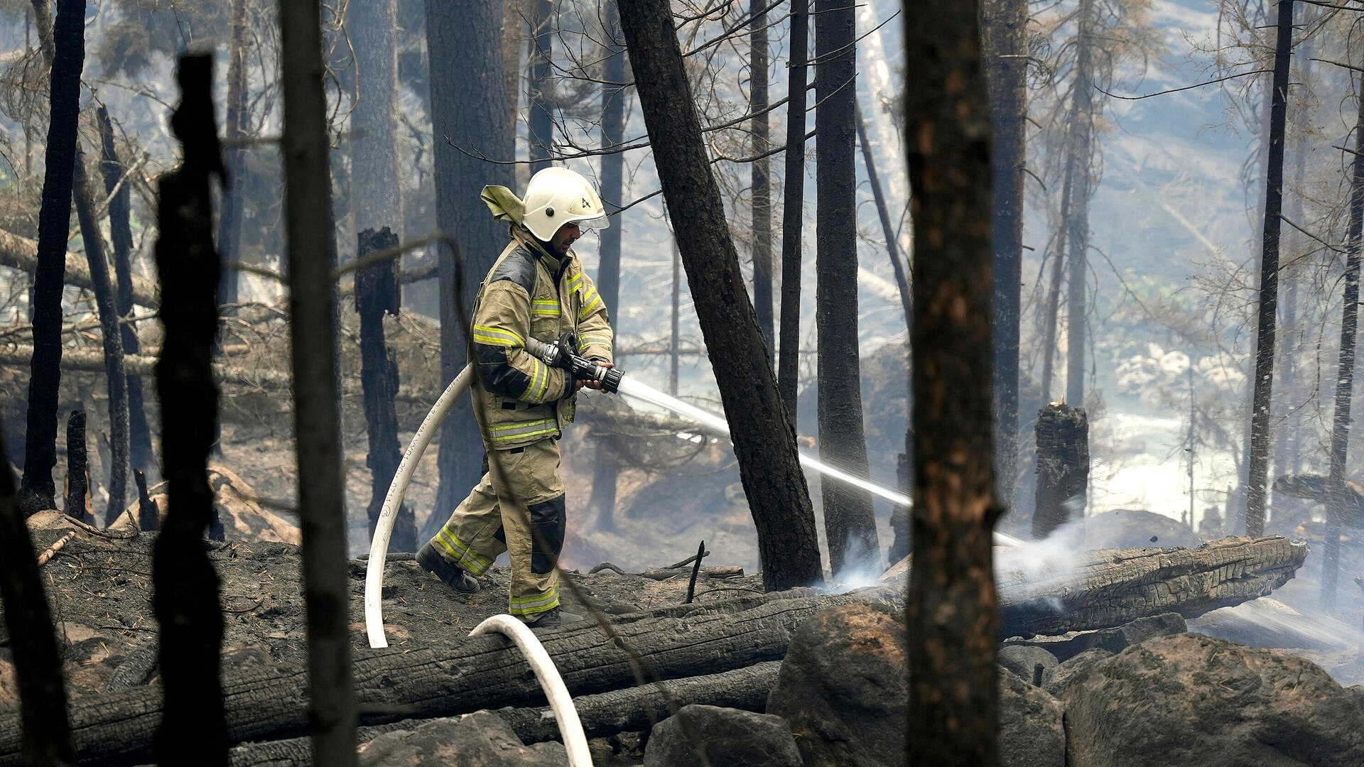 На Кубани загорелся лес в районе станицы Ладожской