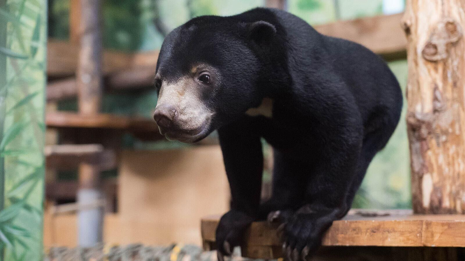 В Московский зоопарк приехали еще два малайских медвежонка