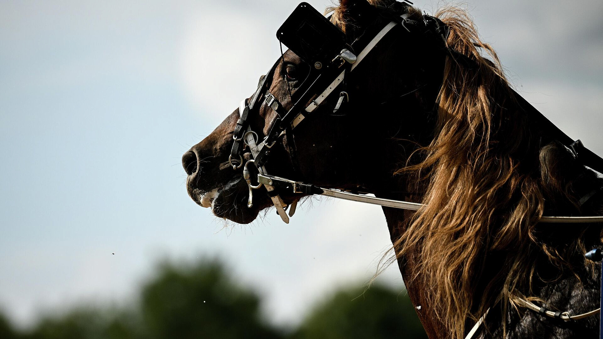 В Дагестане 20 лошадей спасли из снежного плена