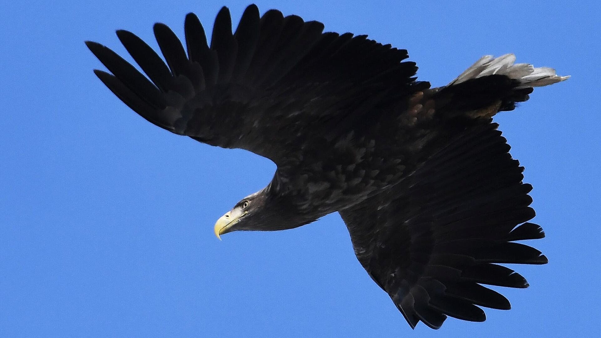 � ���������� ����� ���� ������ ������� � �������������� ���������