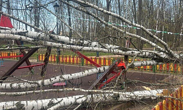 В Красногорске дерево упало на ребенка на детской площадке