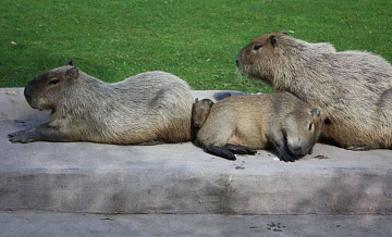 В Бразилии рассказали, чем грозит вывоз капибар