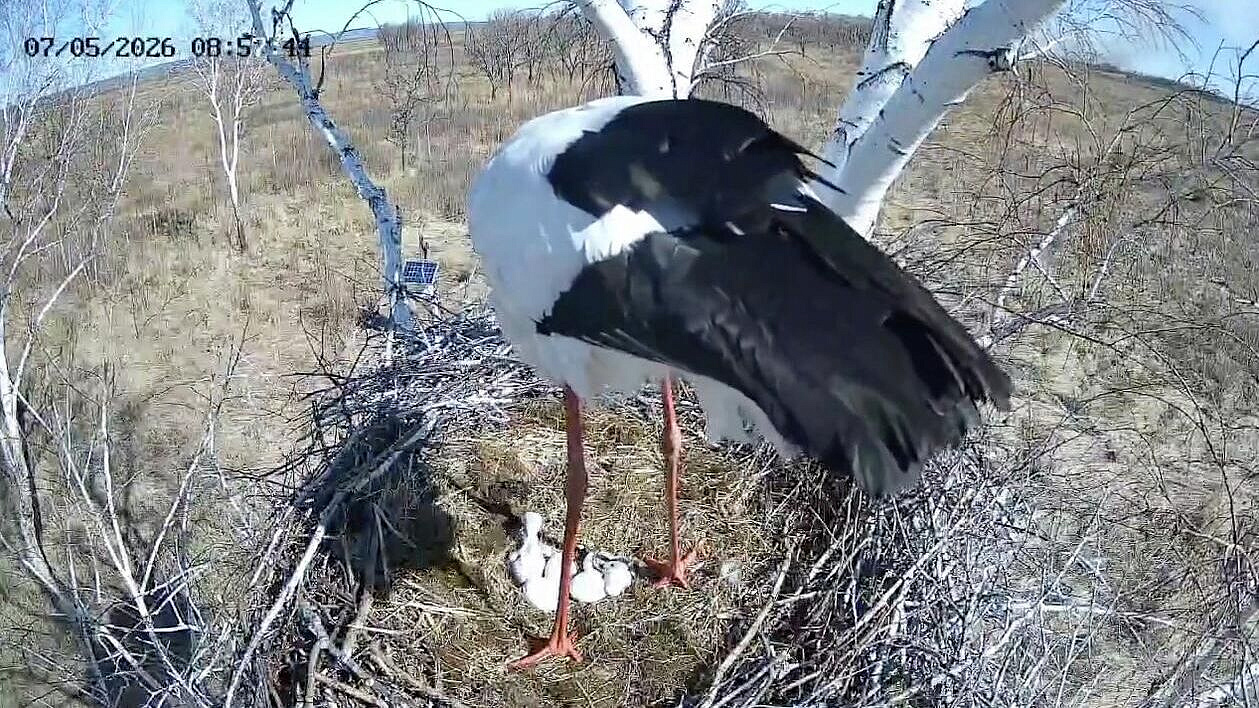 У краснокнижных аистов Амура и Зеи вылупились первые птенцы