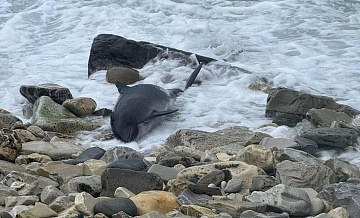 Число погибших после ЧП с мазутом дельфинов увеличилось